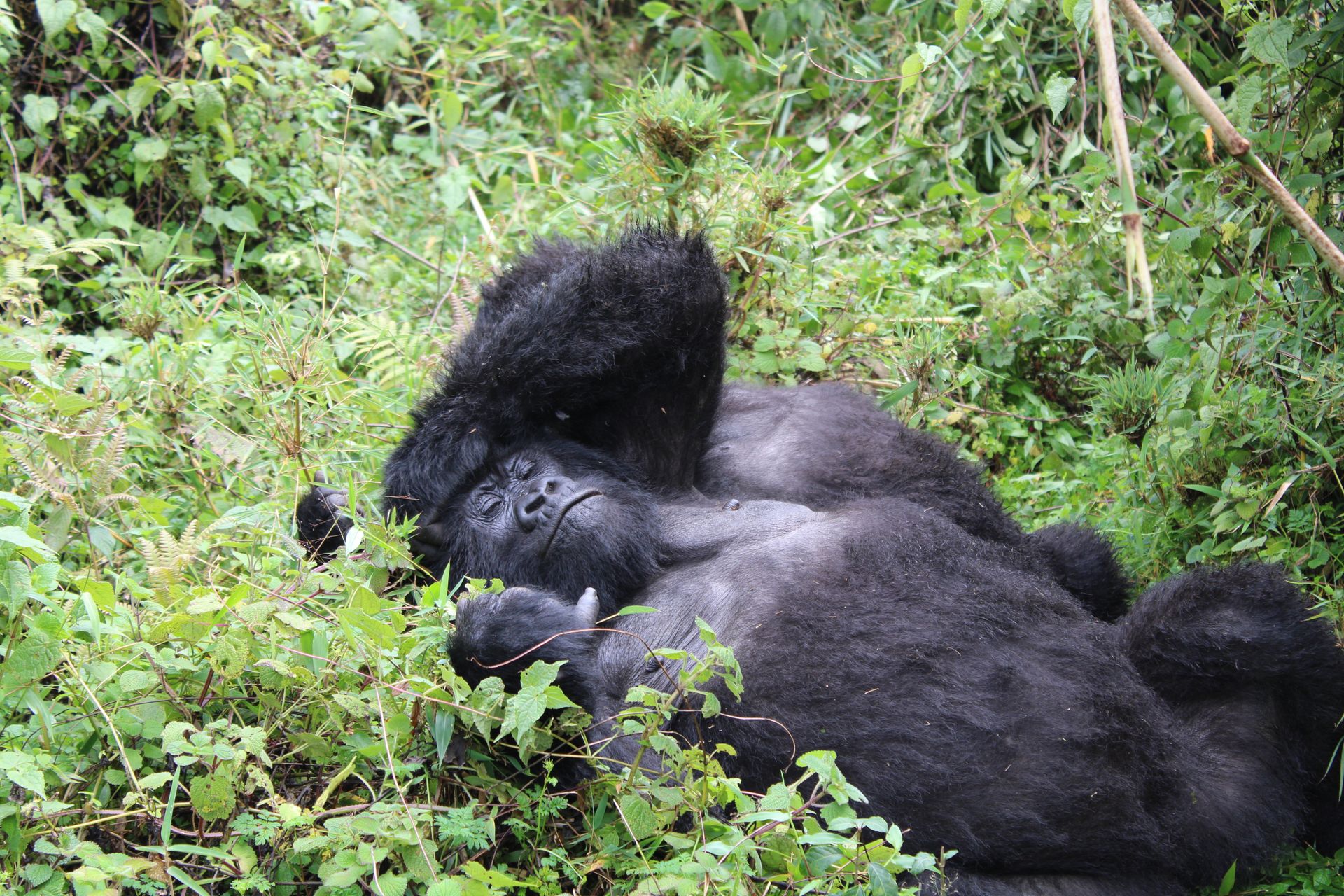 Rwanda Gorilla in Volcanoes National Park