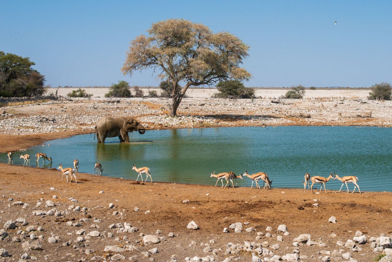 Elephants at an Etosha waterhole