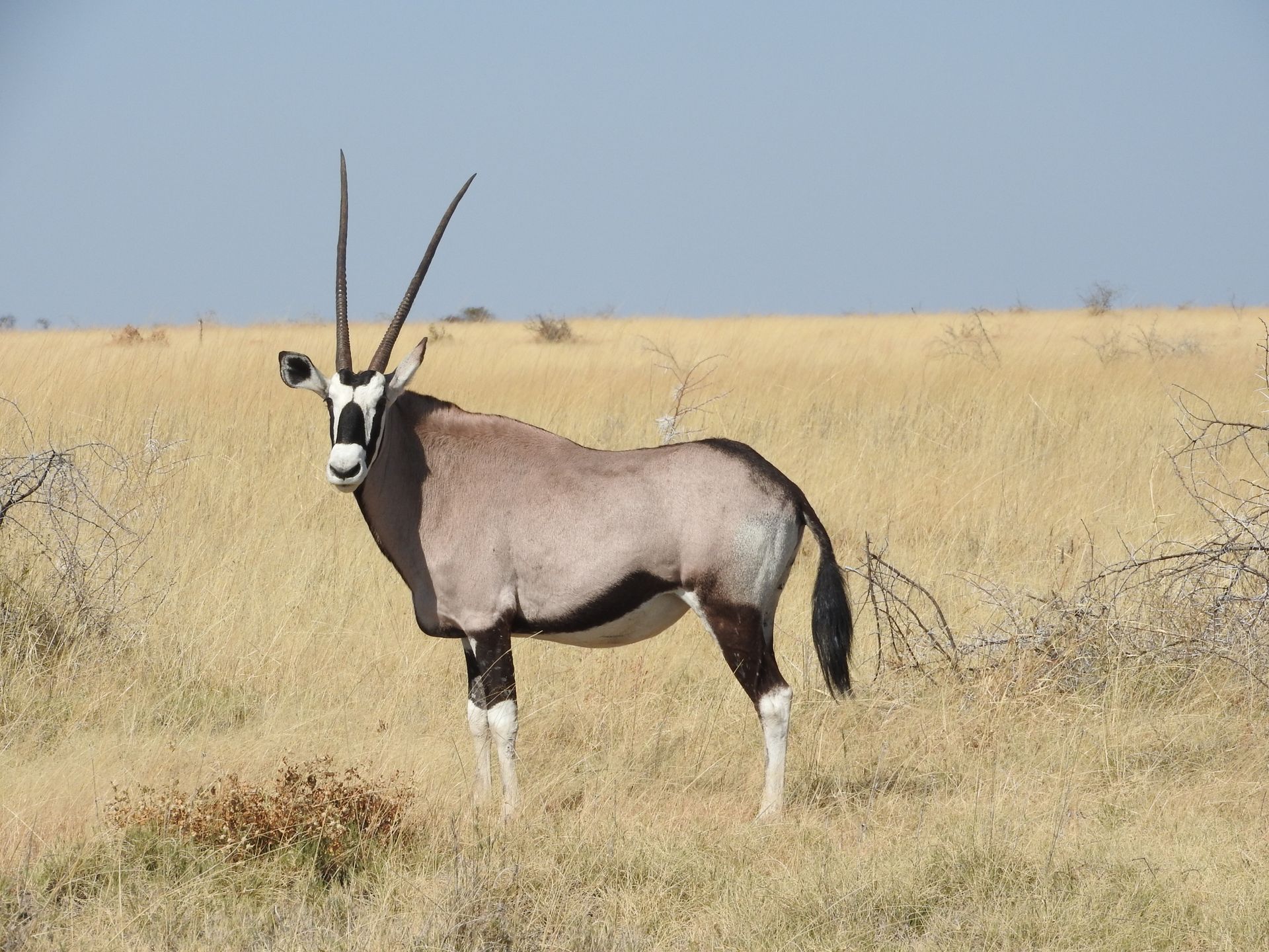 Community-based tourism and conservation in Namibia